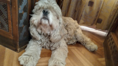 chien